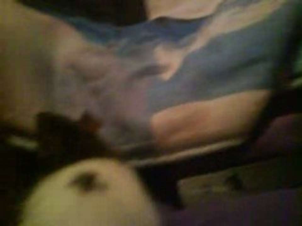 Mes rats - Tweeny - Husky - Ratatouille - Cachou et Jumper