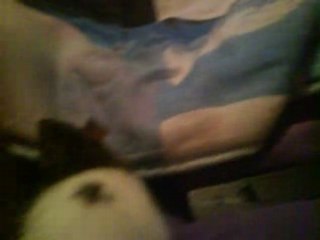 Mes rats - Tweeny - Husky - Ratatouille - Cachou et Jumper