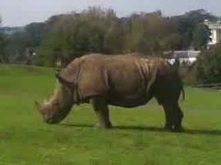 Dangerous animals - LAWNMOWER RHINO !!!