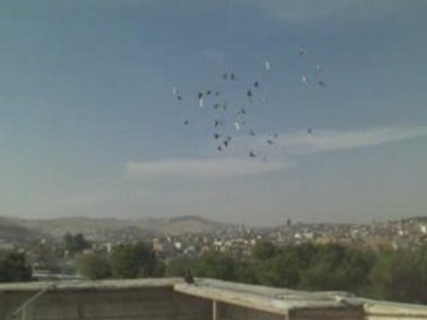 küme kuşlarımız ( guvercinurfa.com ) fehmi ateş