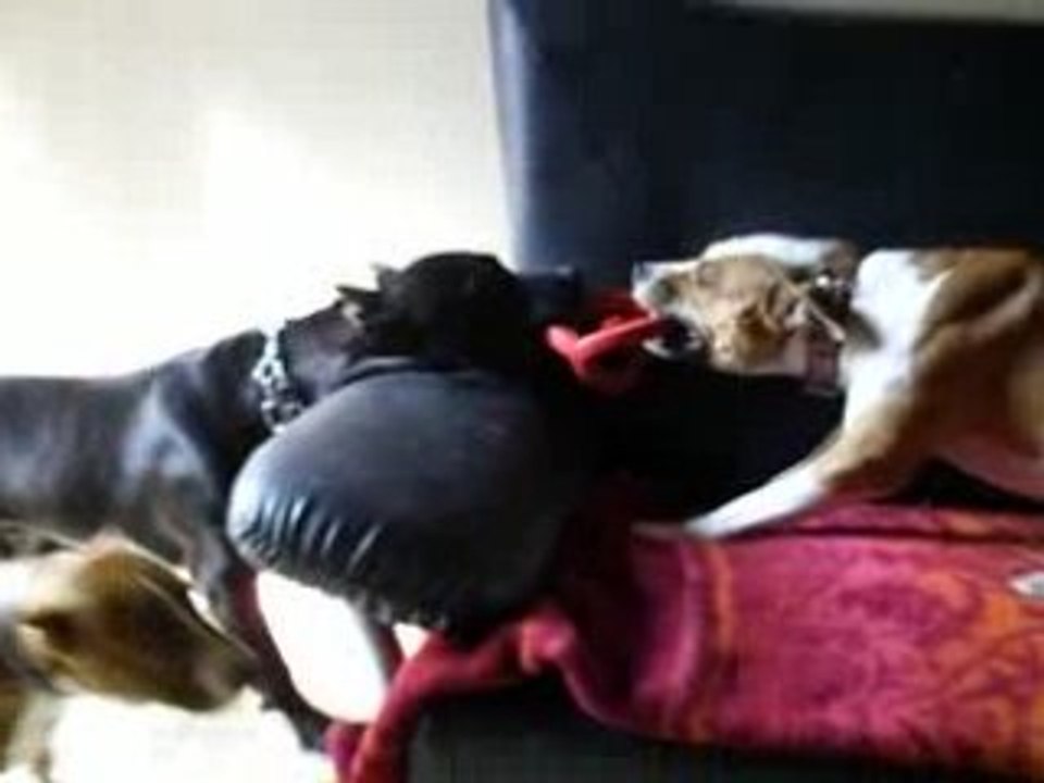 autorité feminine lol.tu vas me le donner oui!c'est Mon jeu!