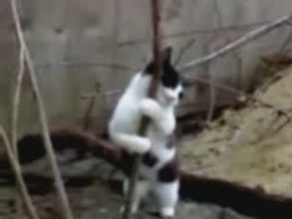 Gogo Chat Dancer