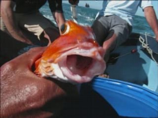 La mer Charles TRENET , ou les états d'âme d'un Rouget barbé