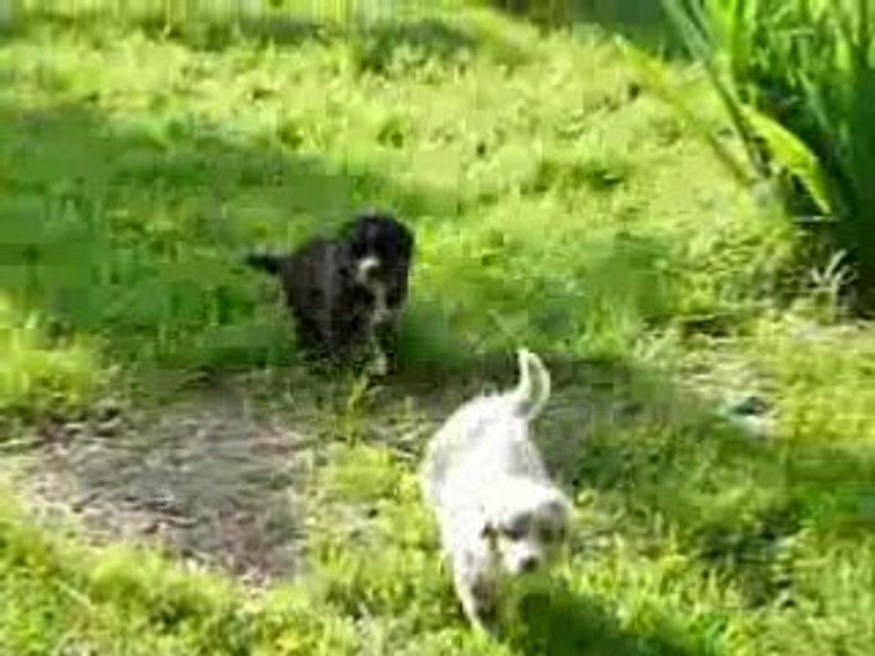 BB chiens