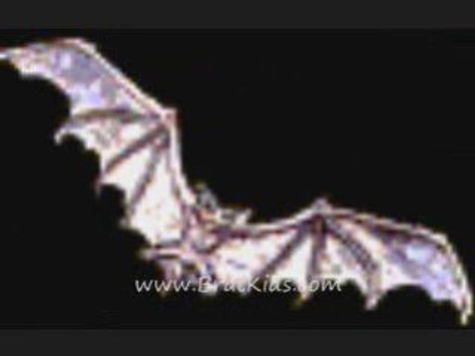 Animals for BRAT KIDS - BATS!!!