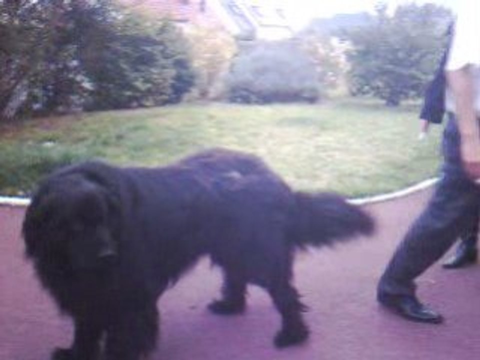 TERRE NEUVE ENZO