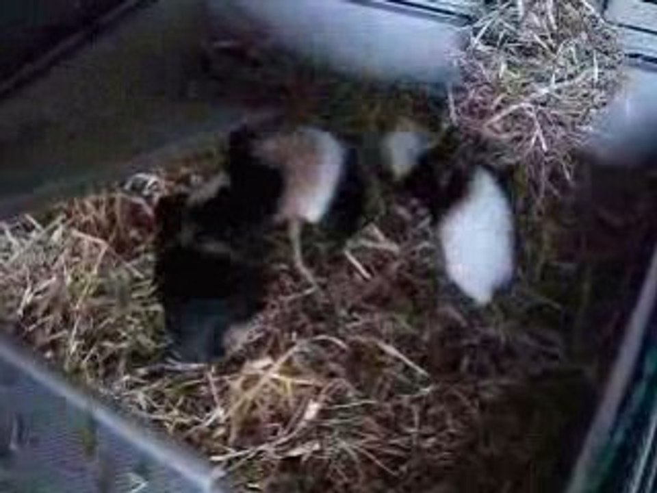 3 cochons