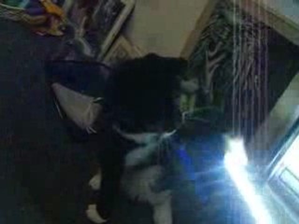 Cat Wars