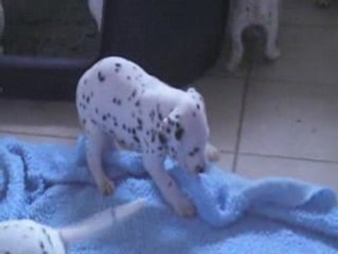 LES CHIOTS DE MARINE : 30 JOURS