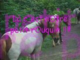 Quelques chevaux é pOneys de mOn club !!!