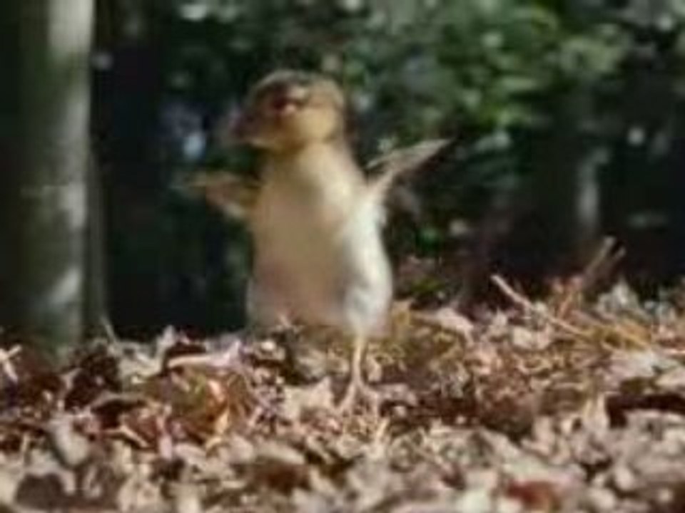 Earth Movie Trailer