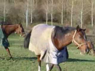 C 11.08 pré troupeau