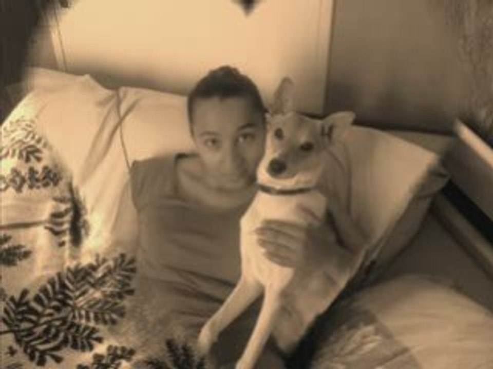 Calins chiens