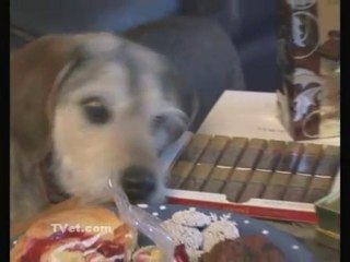 Winter and Holidays can be Hazardous to your Pets