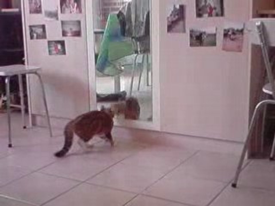 Chat ma BiBi