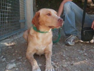 Rescue labradors