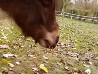 Wayne le mangeur de pommes ...