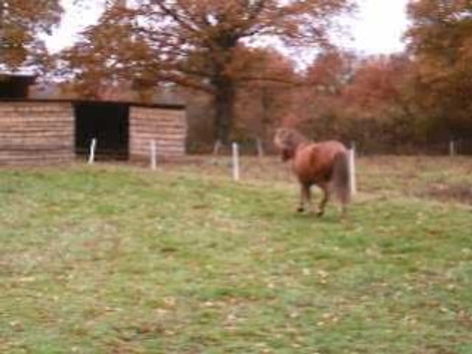 Cheval foto 037