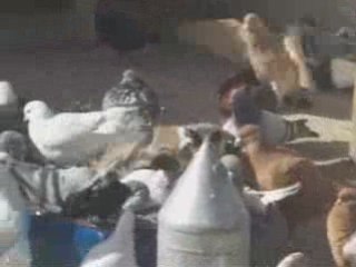 güvercinler banyo yapıyor www.guvercinurfa.com