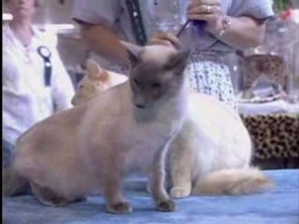 THE BALINESE CAT