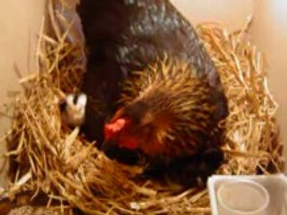 Poule et ses poussin elevage_ couveuse