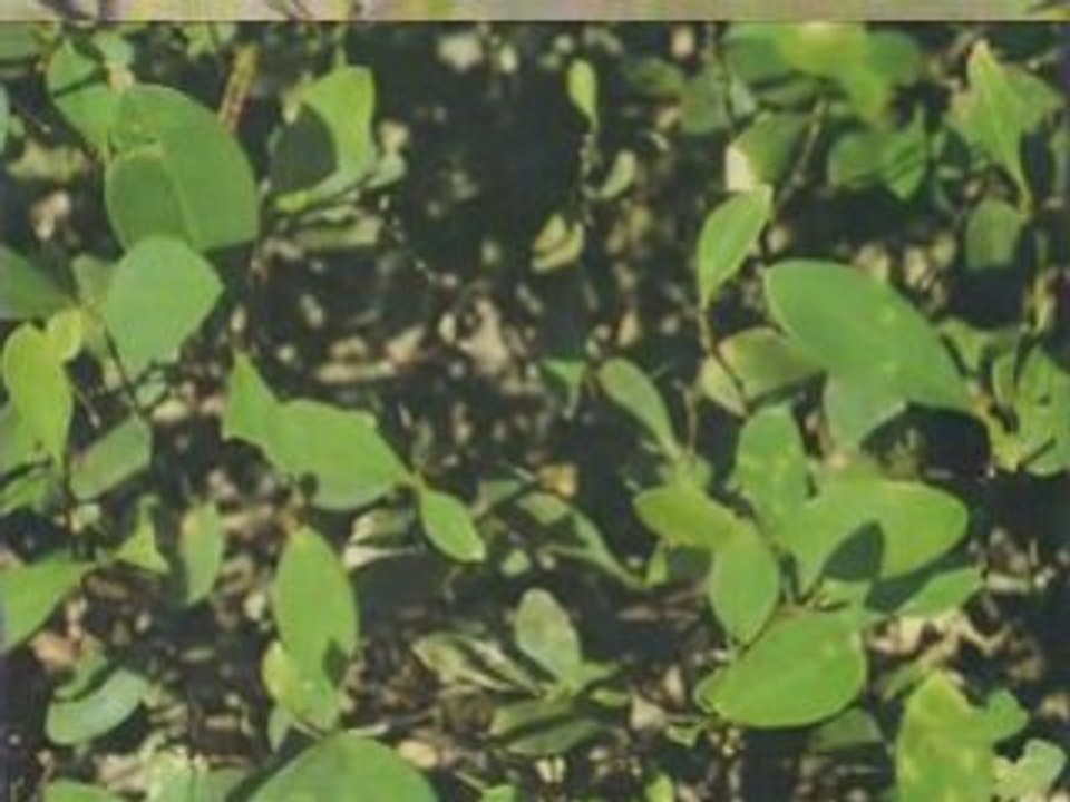 Diaporama coca