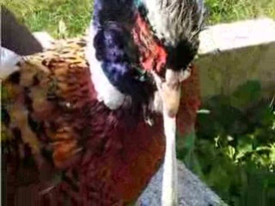 bob le coq