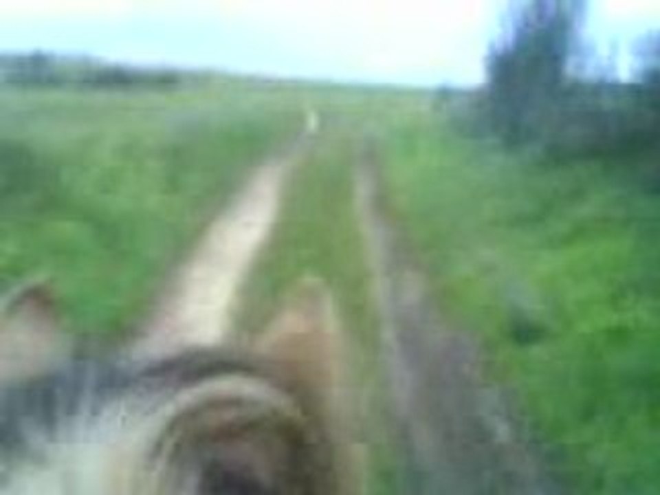 Pilou trot athéna