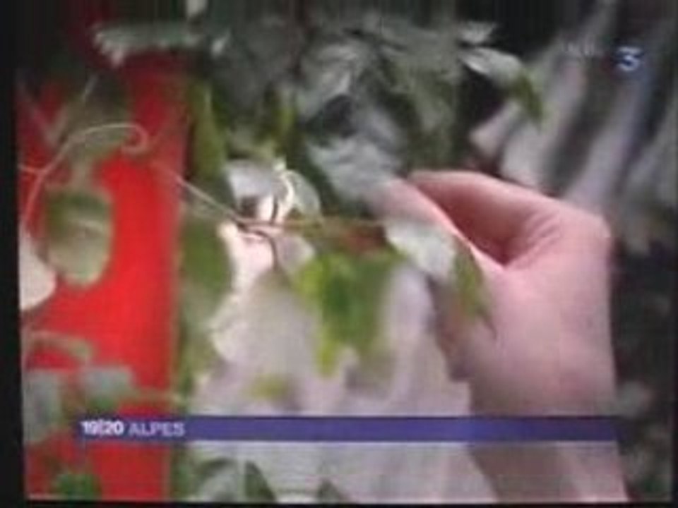 akousmaflore au Festival 38eme rugissant de grenoble