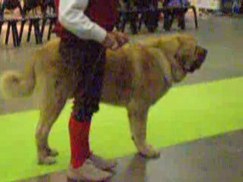 2008 nov 14 courtrai CJM)