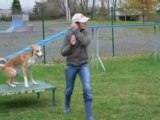 Vanook à l'agility le 15/11/08