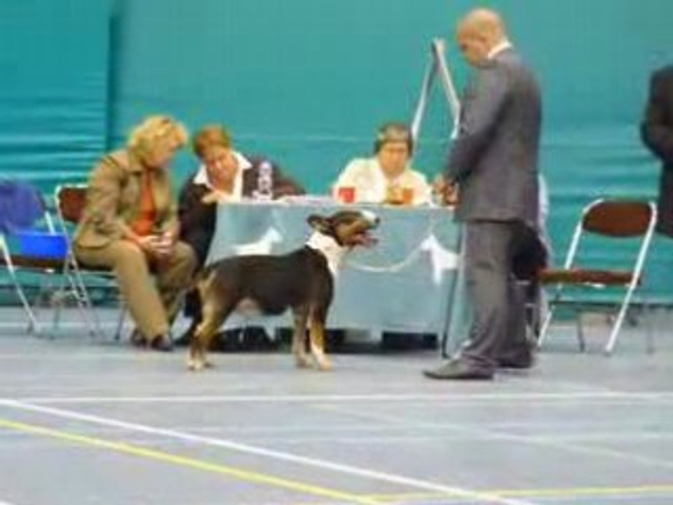 DUTCH TROPHY SHOW 2008(3)