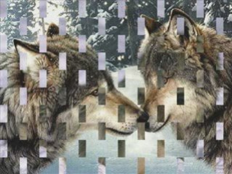Pour Sylvie : Les Loups