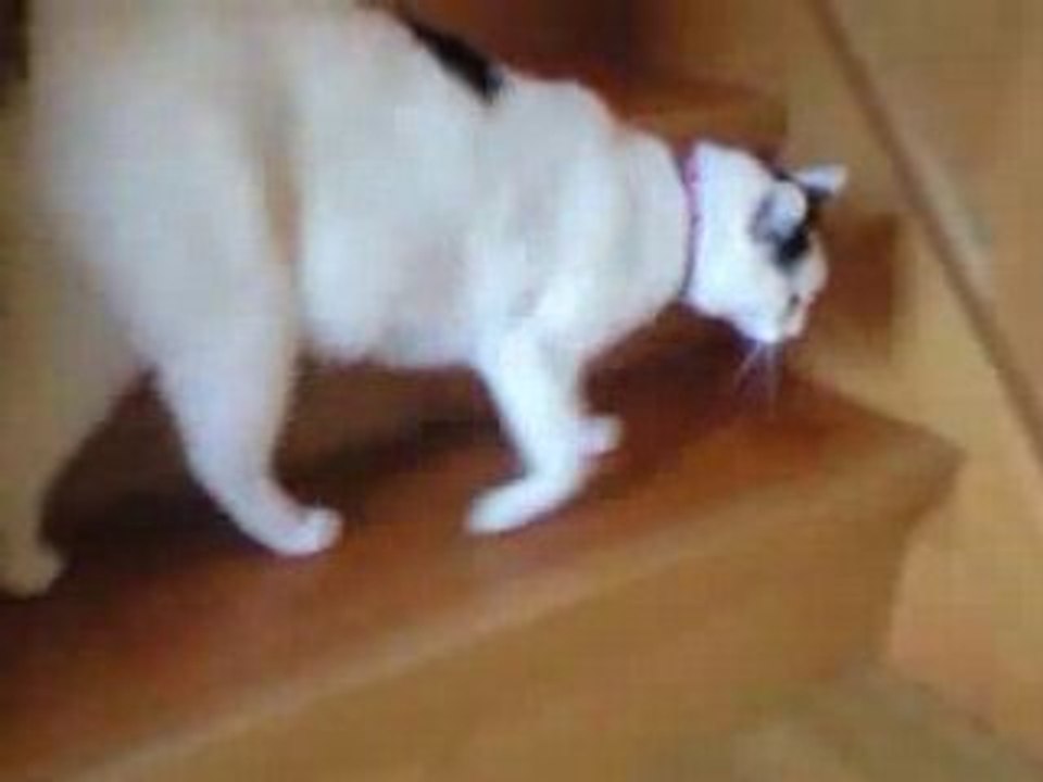 Chat fatigué de descendre les marches