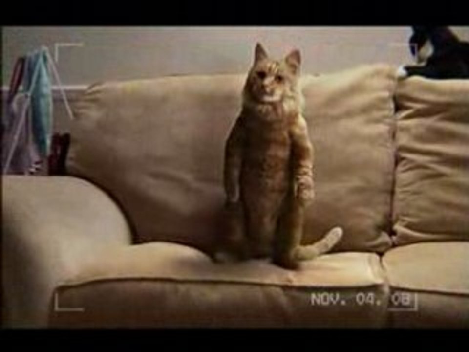 Chat danseur