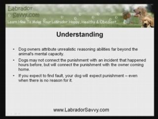Labrador Retriever Training: Discipline Is Important