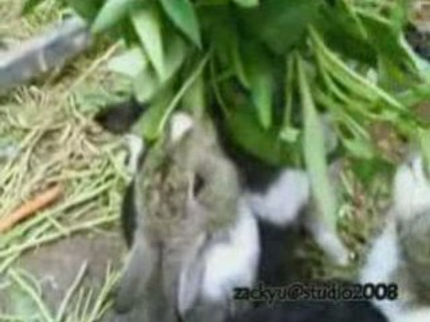 RABBiTs