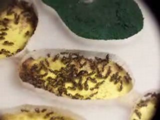 Lasius niger