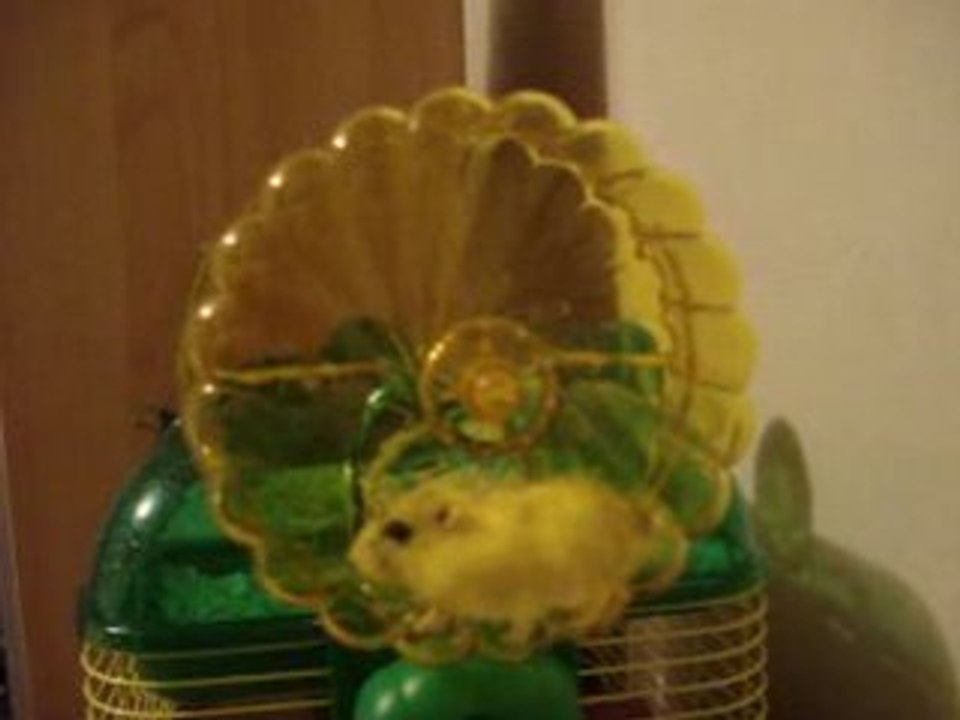 Hamster