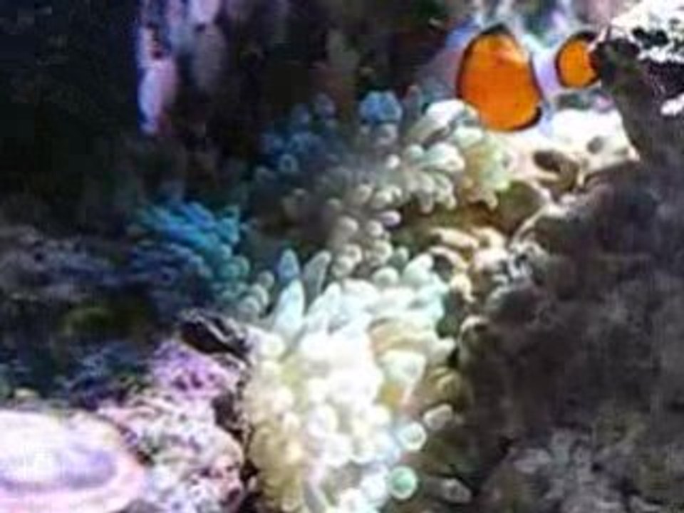 Entemea_ocellaris