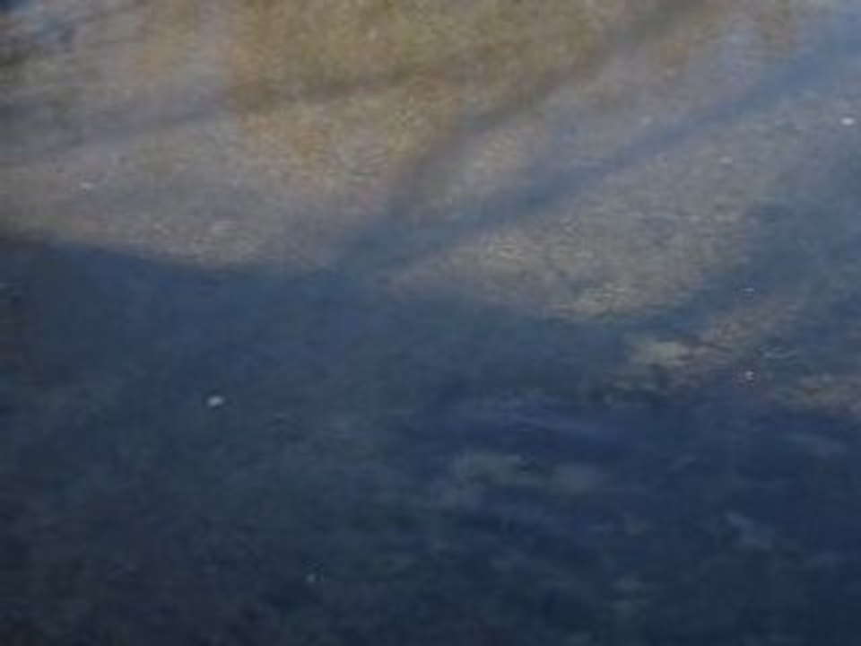 Truite en fraie Novembre 2008