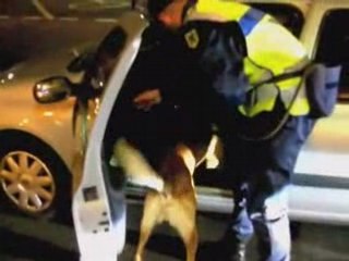 un chien de la gendarmerie trouve du cannabis