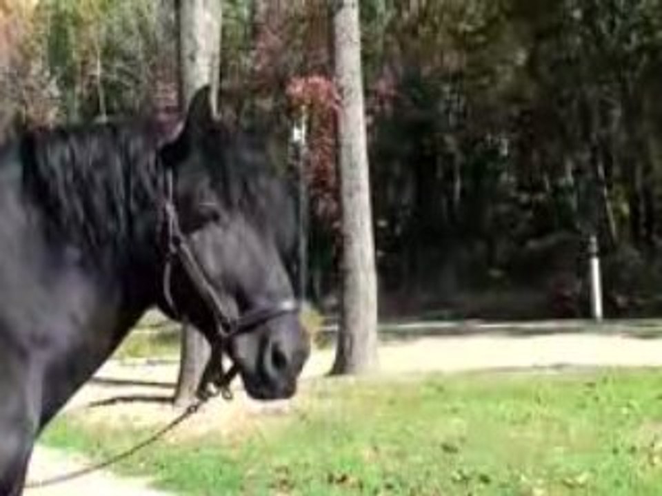 Luxury Horse Farm