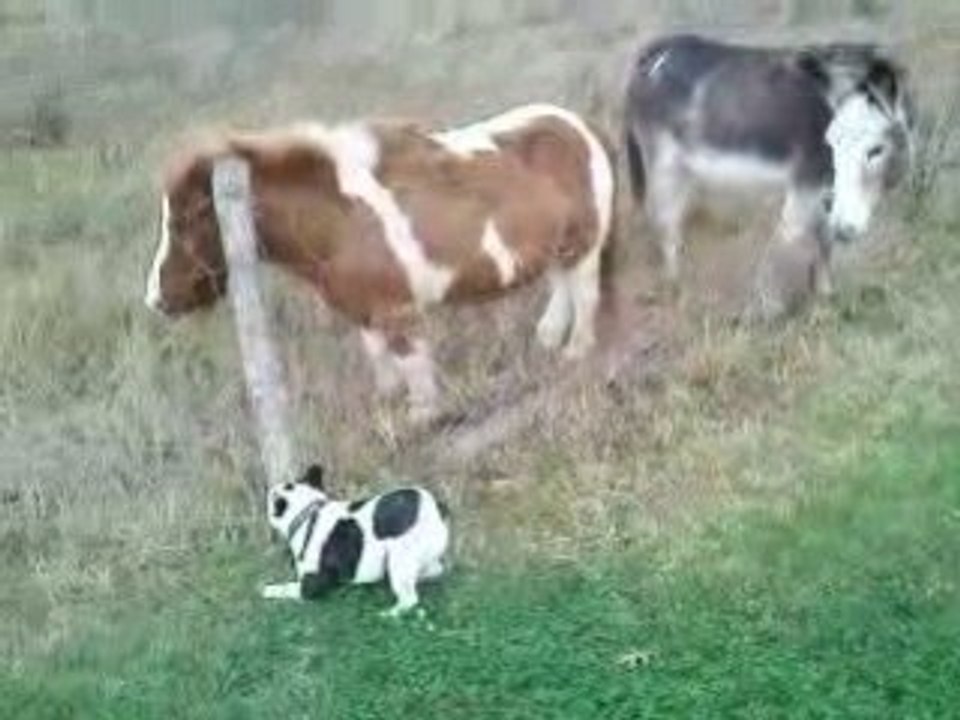 anda poney