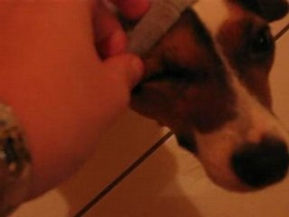 clea jack russel en jogging