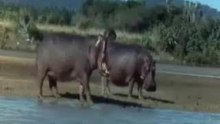 drunk-animals