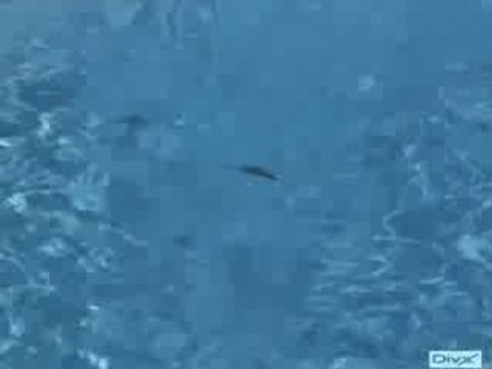 Stickbaits