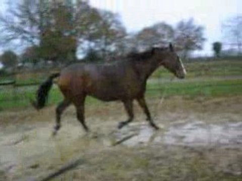 magic de barbereau longe trot