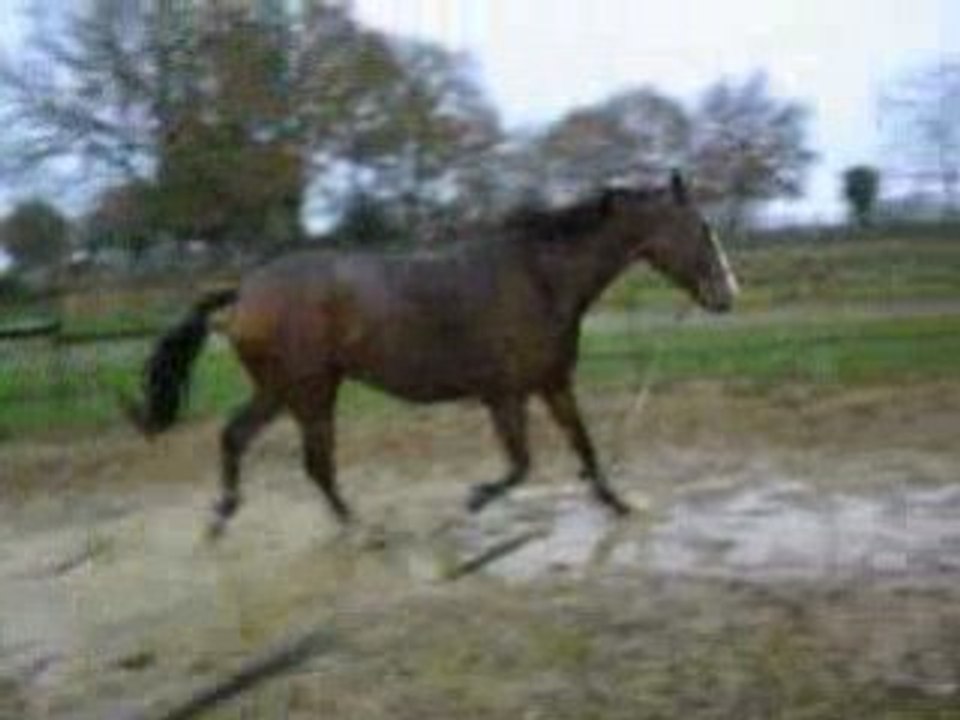 magic de barbereau longe trot