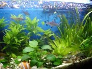 MON AQUARIUM 290L